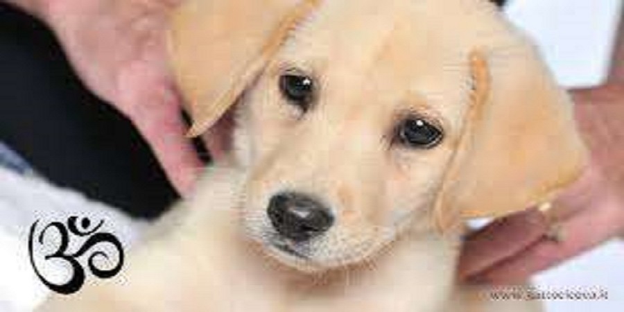 Trattamento Reiki Esseri  Animali